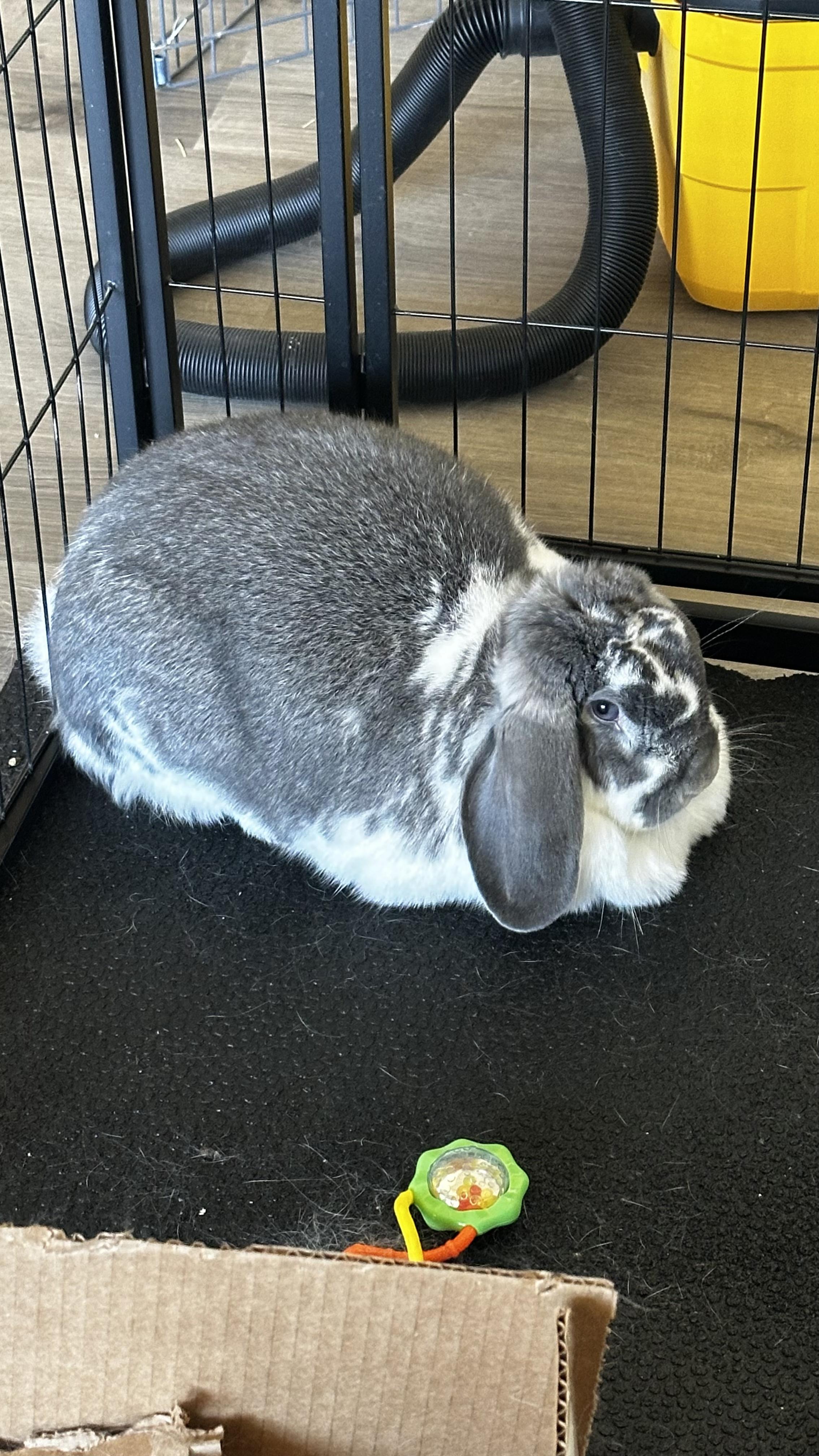 Lola (courtesy listing), ADOPTABLE, Adult Female French Lop.