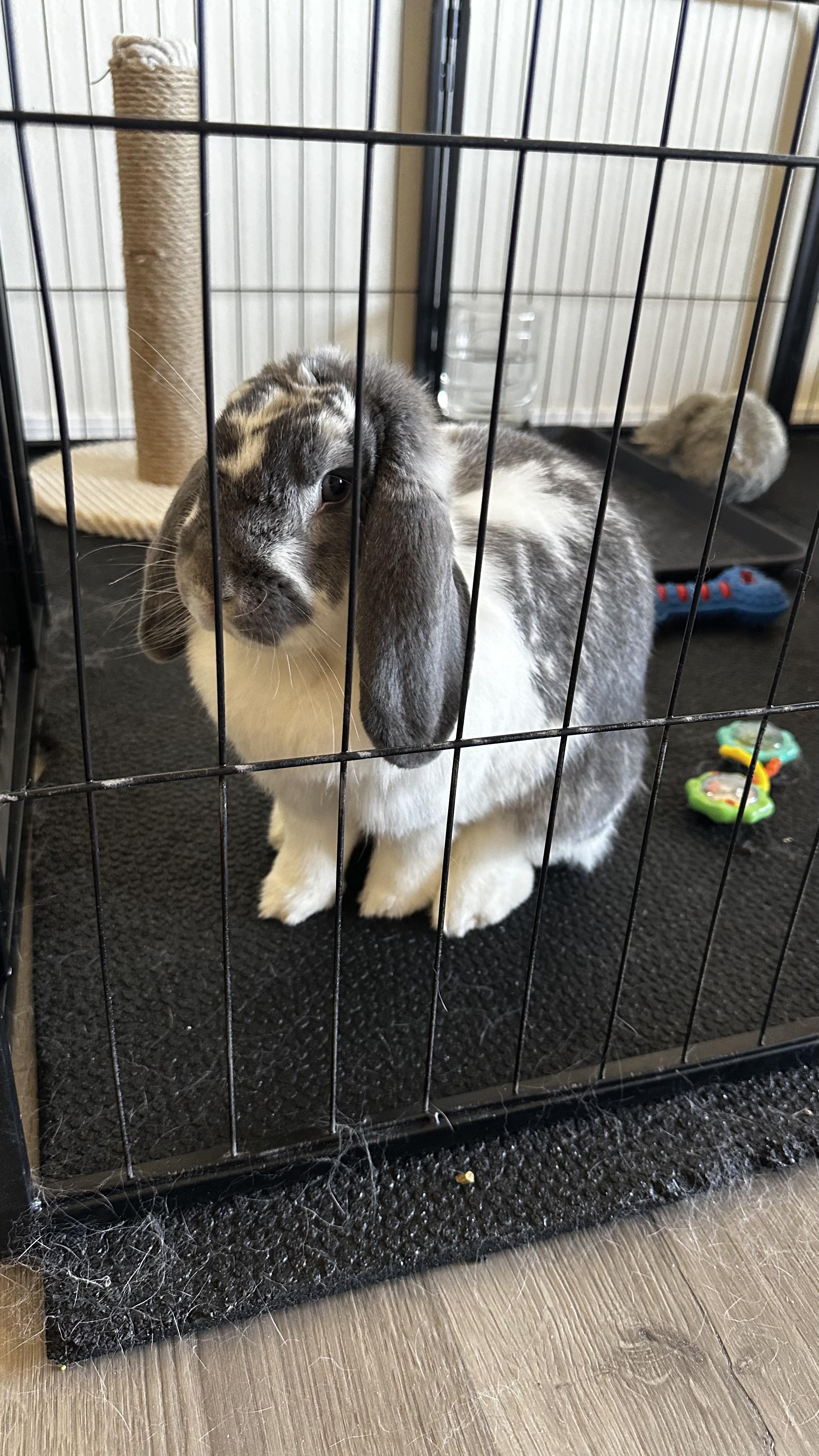 Enlarge Lola (courtesy listing), a ADOPTABLE French Lop in Albuquerque, NM image 3/3