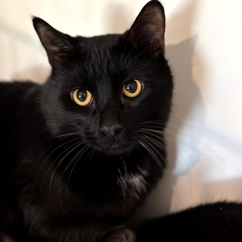 Enlarge Zeppelin, a Adoptable Domestic Short Hair in Port Angeles, WA image 1/1