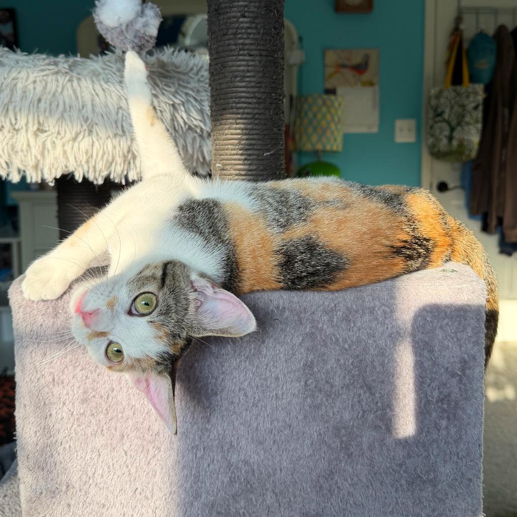 Enlarge Jewel, a Adoptable Domestic Short Hair in Potomac, MD image 1/6