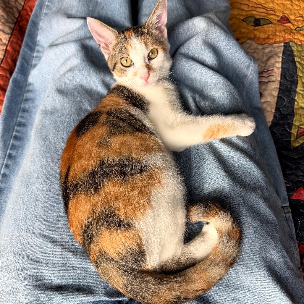 Enlarge Jewel, a Adoptable Domestic Short Hair in Potomac, MD image 2/6