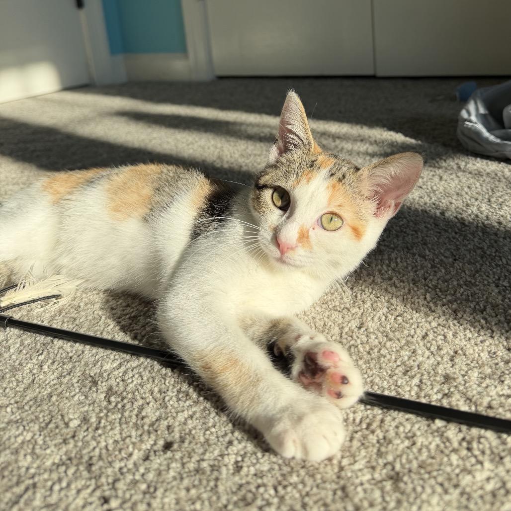 Enlarge Jewel, a Adoptable Domestic Short Hair in Potomac, MD image 3/6