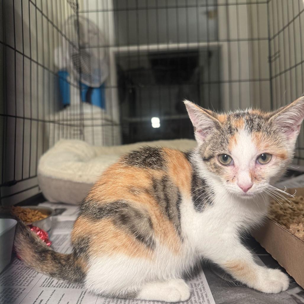 Enlarge Jewel, a Adoptable Domestic Short Hair in Potomac, MD image 5/6