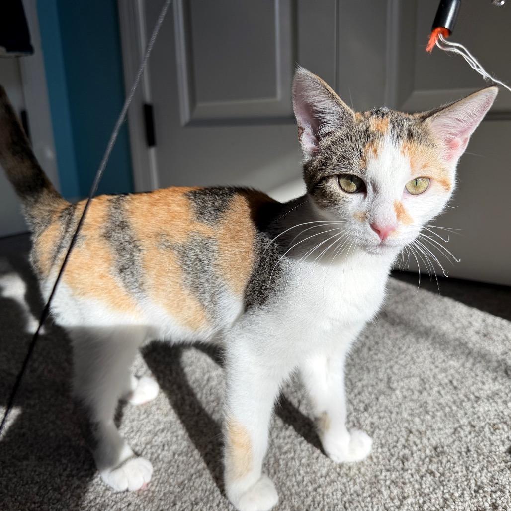 Enlarge Jewel, a Adoptable Domestic Short Hair in Potomac, MD image 6/6