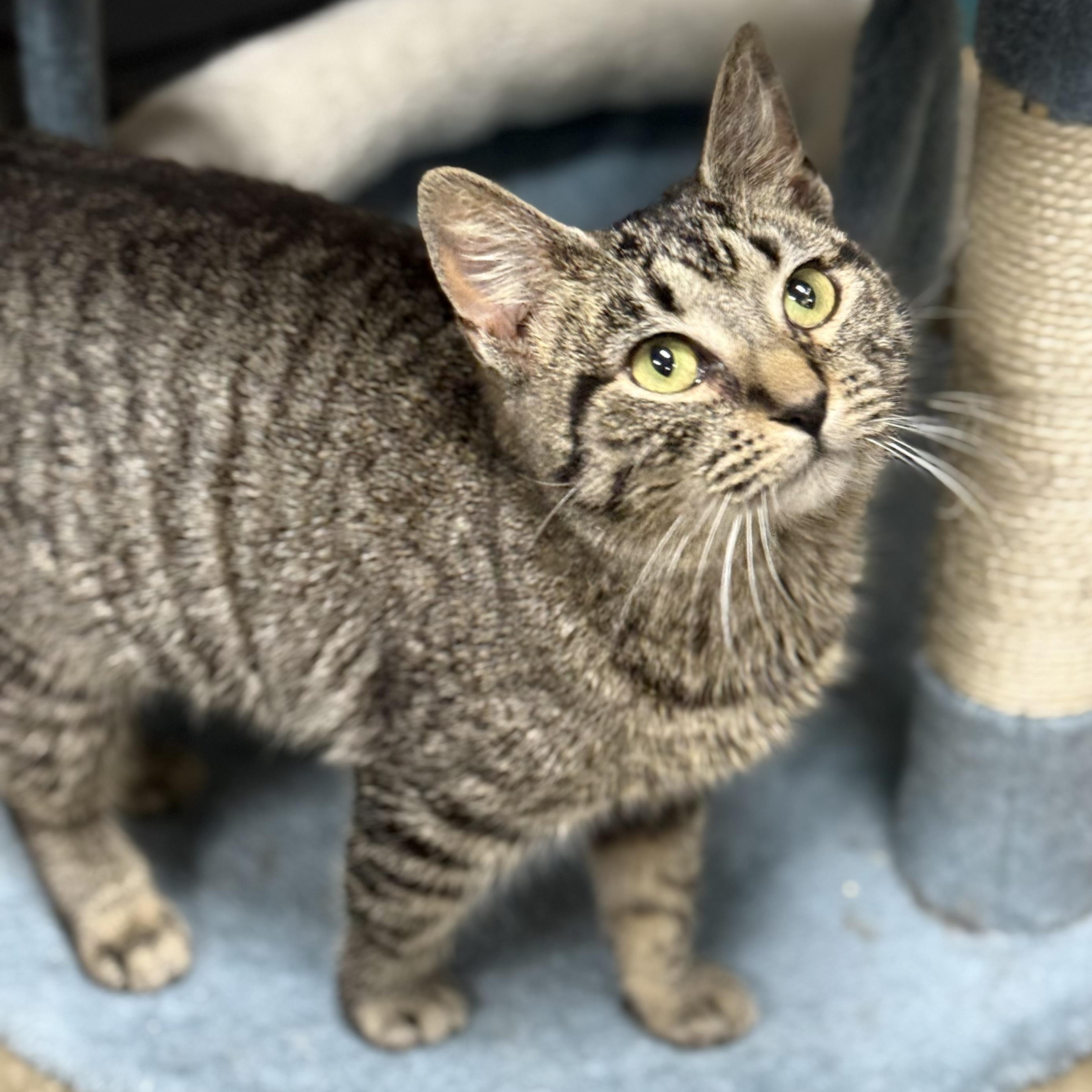 Shayla, Adoptable, Young Female Domestic Short Hair.