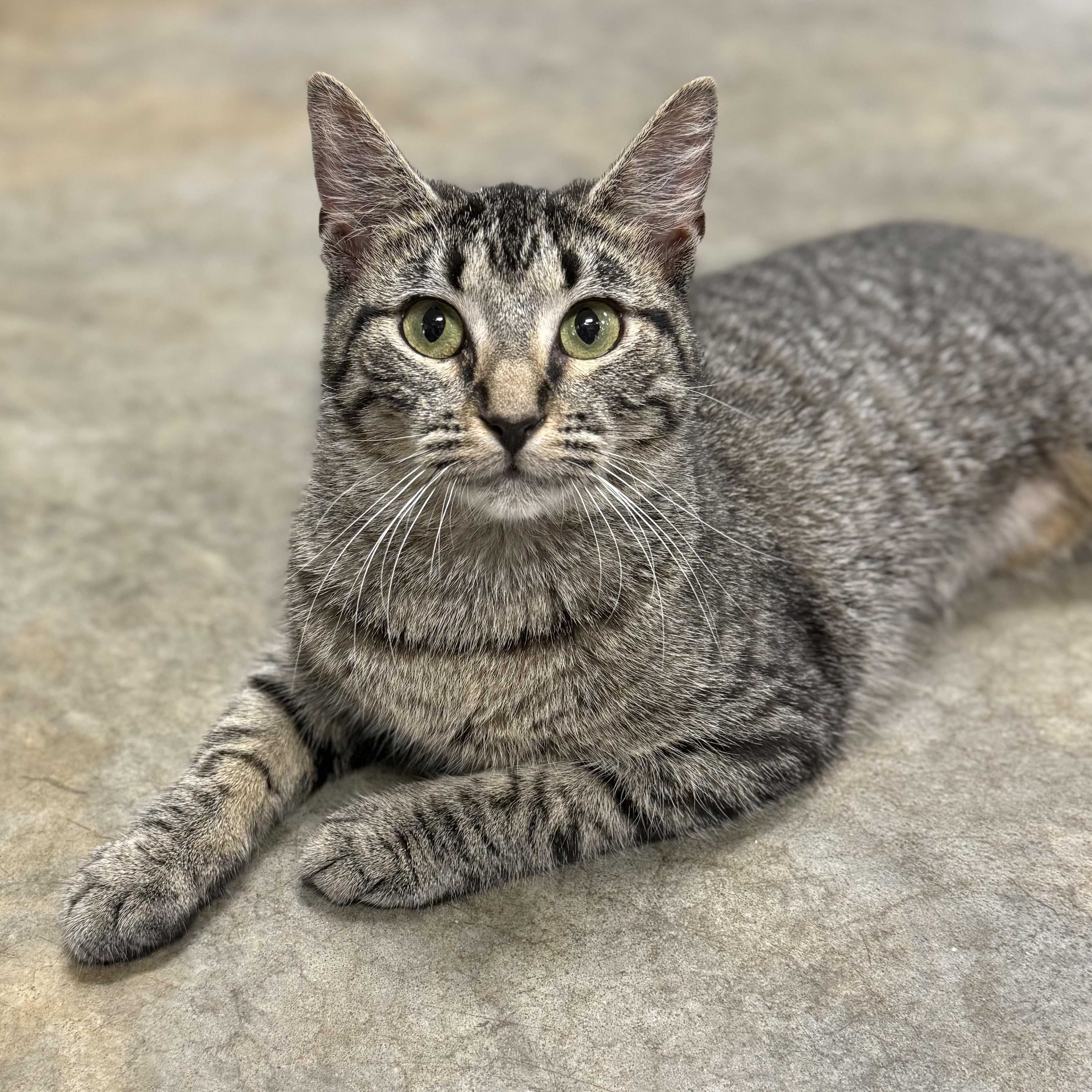 Shayla, Adoptable, Young Female Domestic Short Hair.