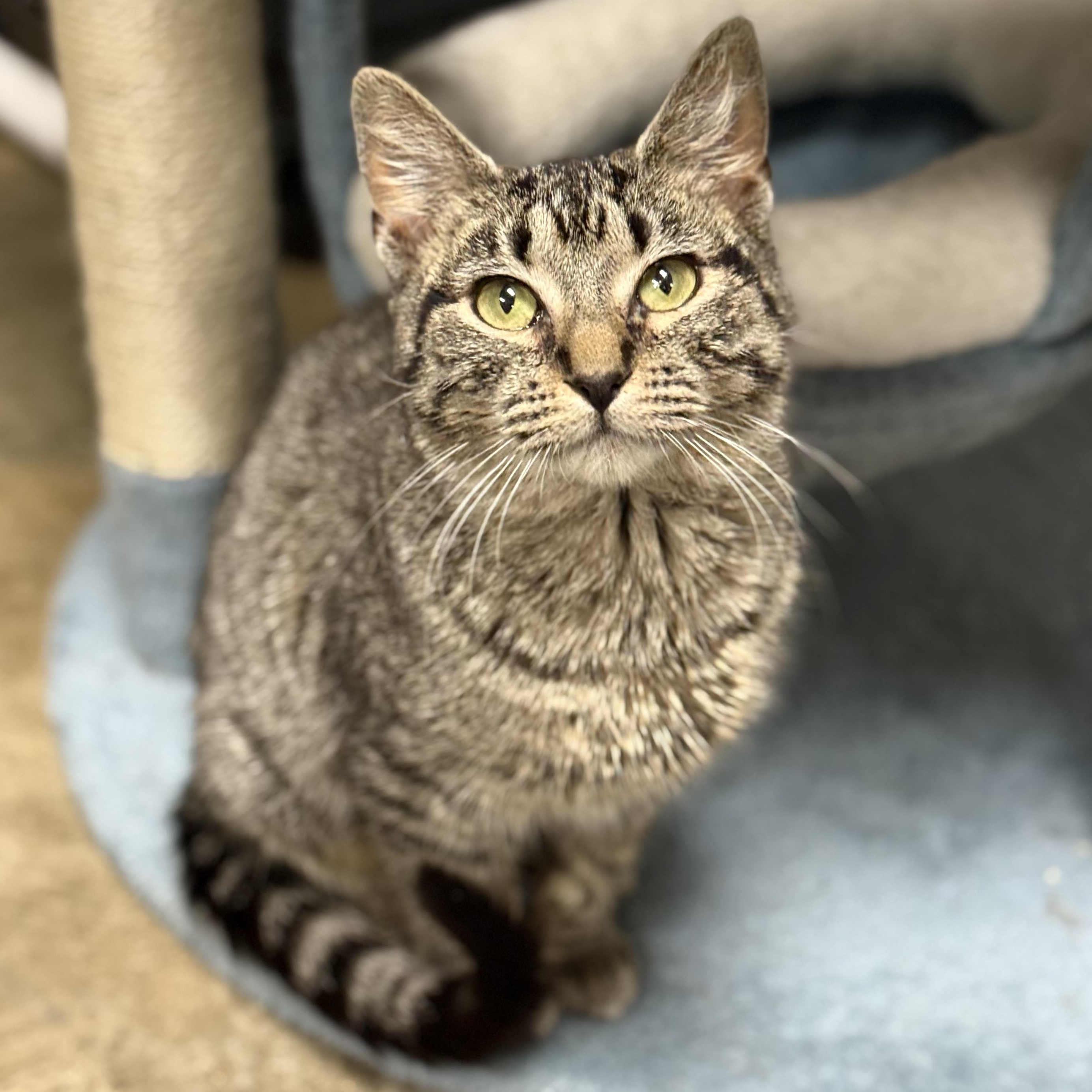 Enlarge Shayla, a Adoptable Domestic Short Hair in Collierville, TN image 2/4