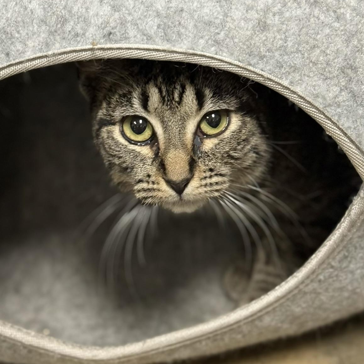 Enlarge Shayla, a Adoptable Domestic Short Hair in Collierville, TN image 3/4