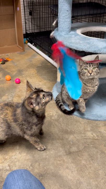 Enlarge Shayla, a Adoptable Domestic Short Hair in Collierville, TN video 4/4