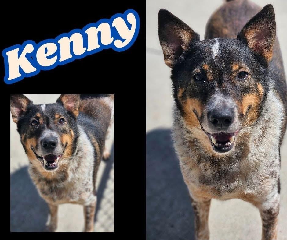 Kenny, Adoptable, Adult Male Australian Cattle Dog / Blue Heeler.