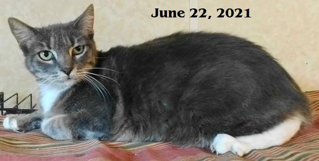 Enlarge Ivana, a Adoptable Domestic Short Hair in Frankston, TX image 2/6