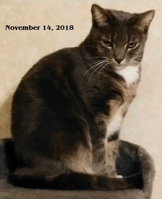 Enlarge Ivana, a Adoptable Domestic Short Hair in Frankston, TX image 3/6