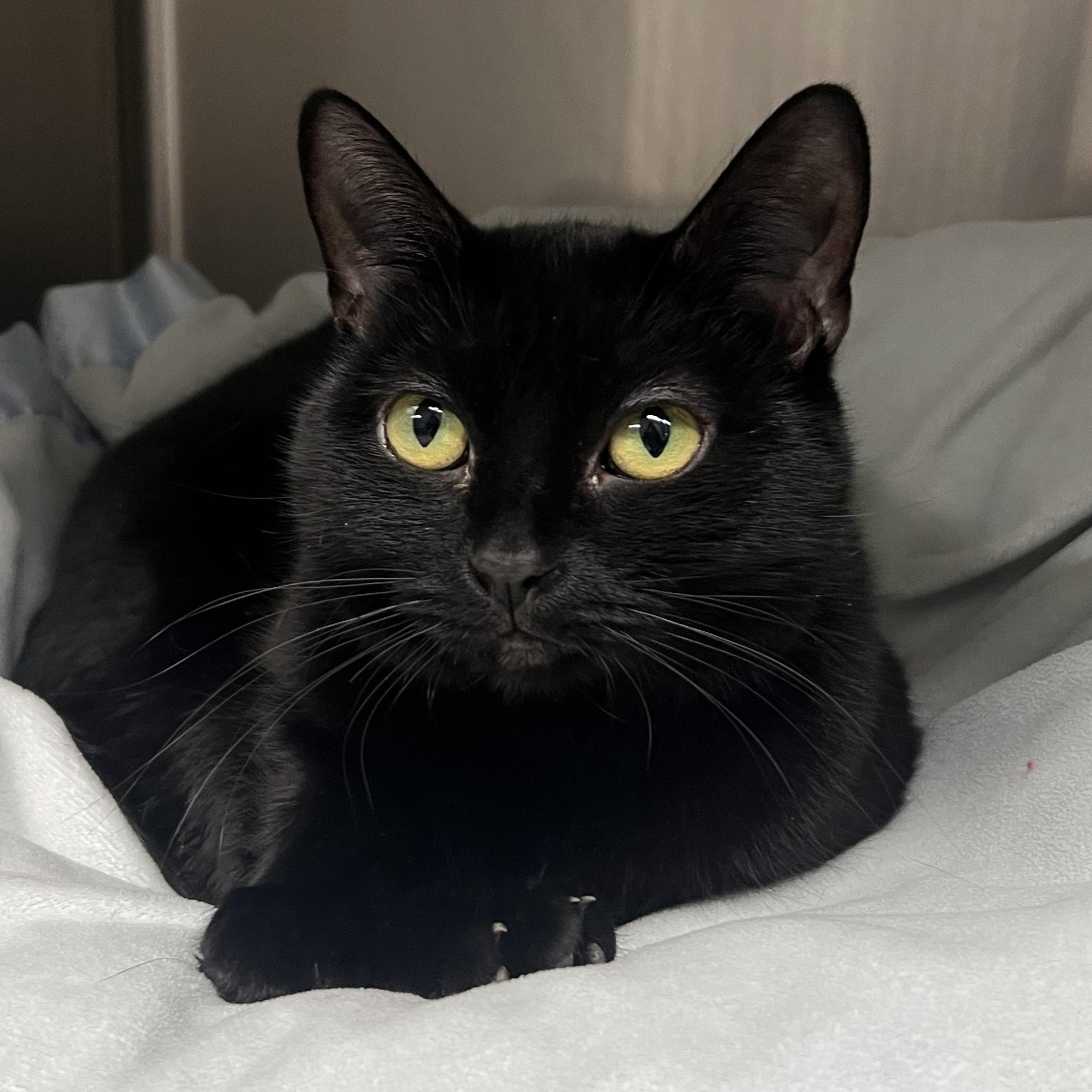 Enlarge Mystique, an adopted Domestic Short Hair in Mount Pleasant, MI image 1/1