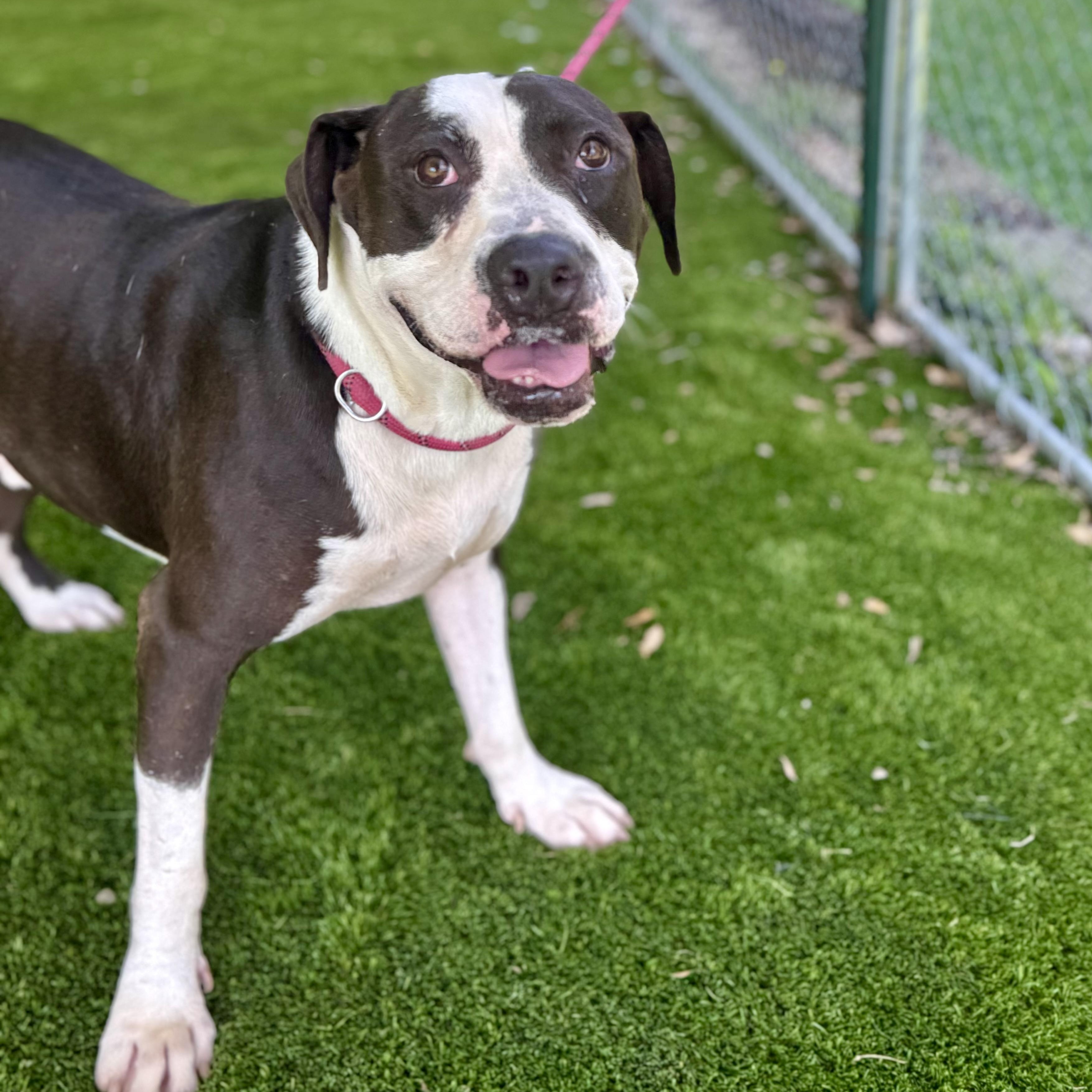 Buddy, Adoptable, Adult Male Pit Bull Terrier & Boxer.