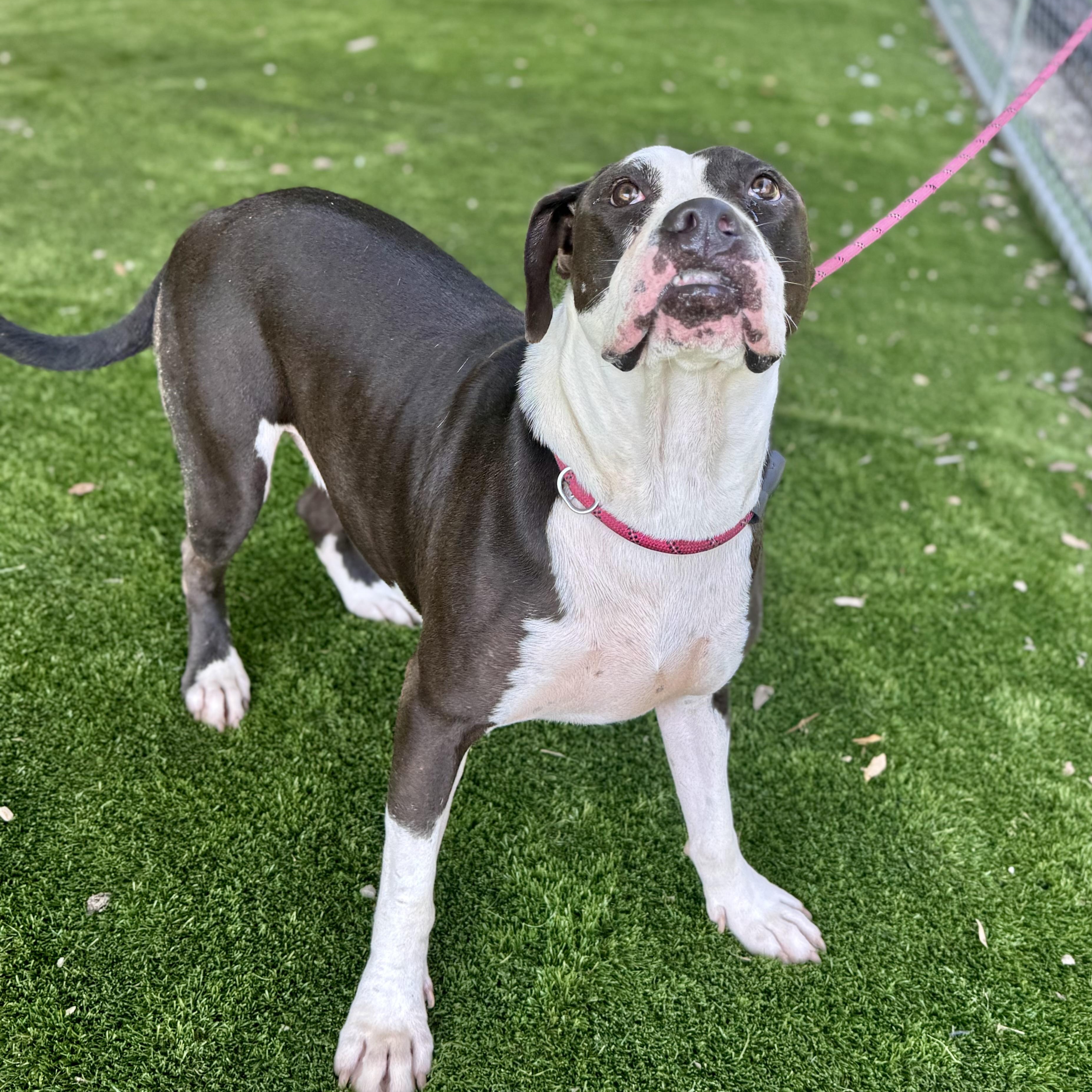 Enlarge Buddy, a Adoptable mixed breed in Tacoma, WA image 3/5