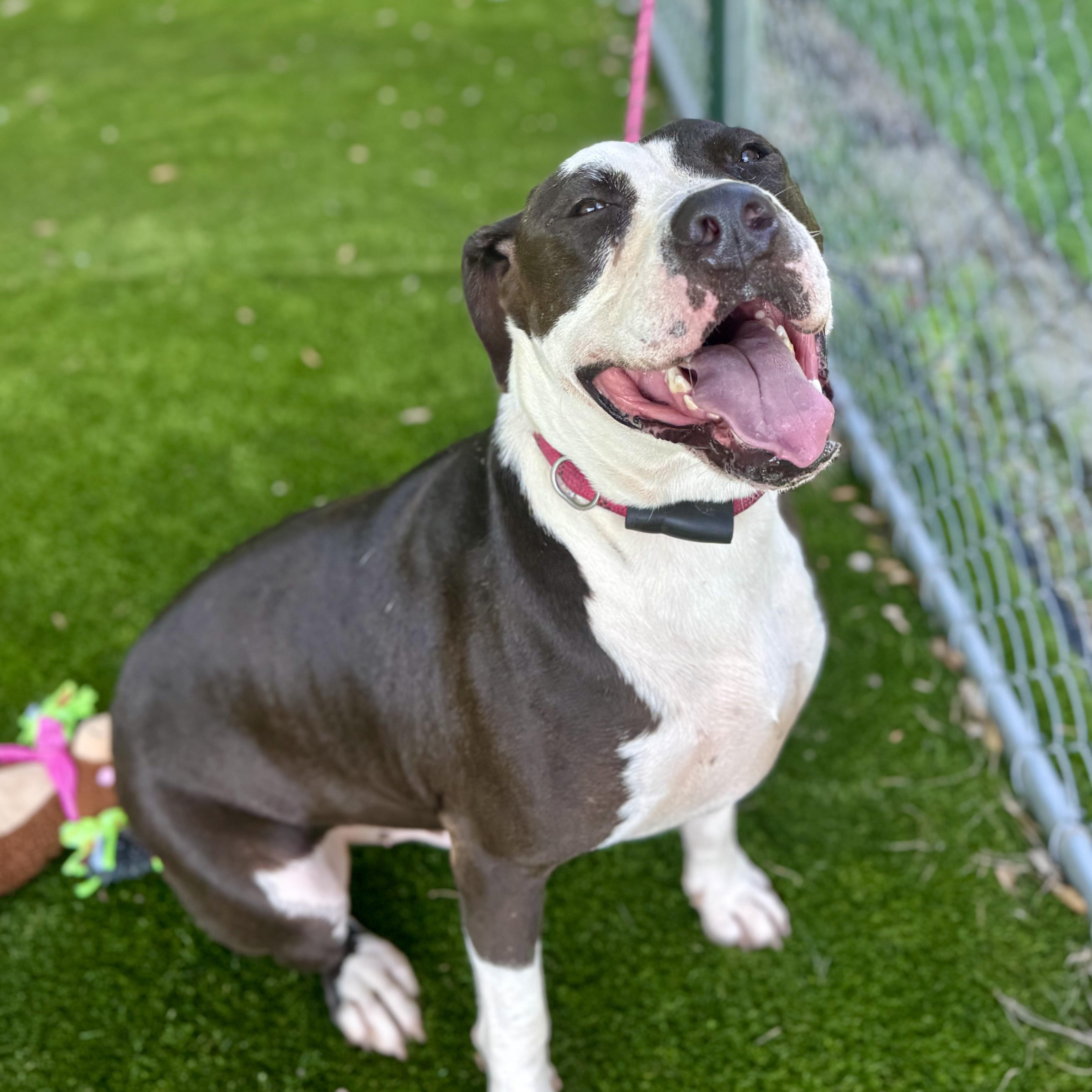 Enlarge Buddy, a Adoptable mixed breed in Tacoma, WA image 5/5