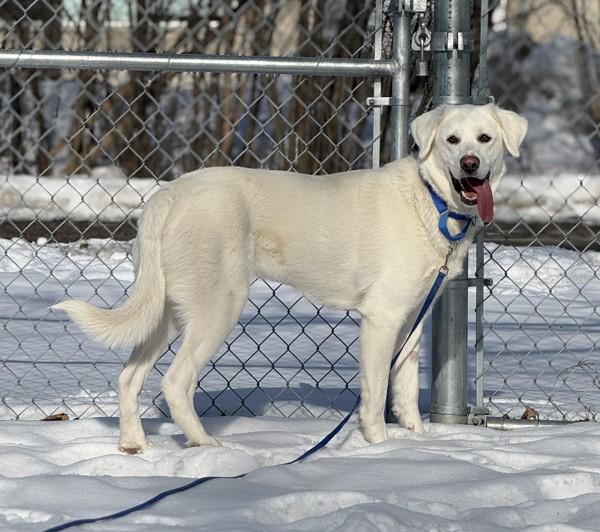 Kaya, Adoptable, Young Female Akbash & Labrador Retriever.