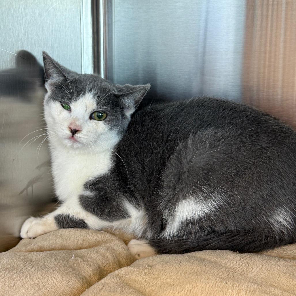 Cloudy Day, Adoptable, Young Female Domestic Short Hair & Domestic Short Hair.