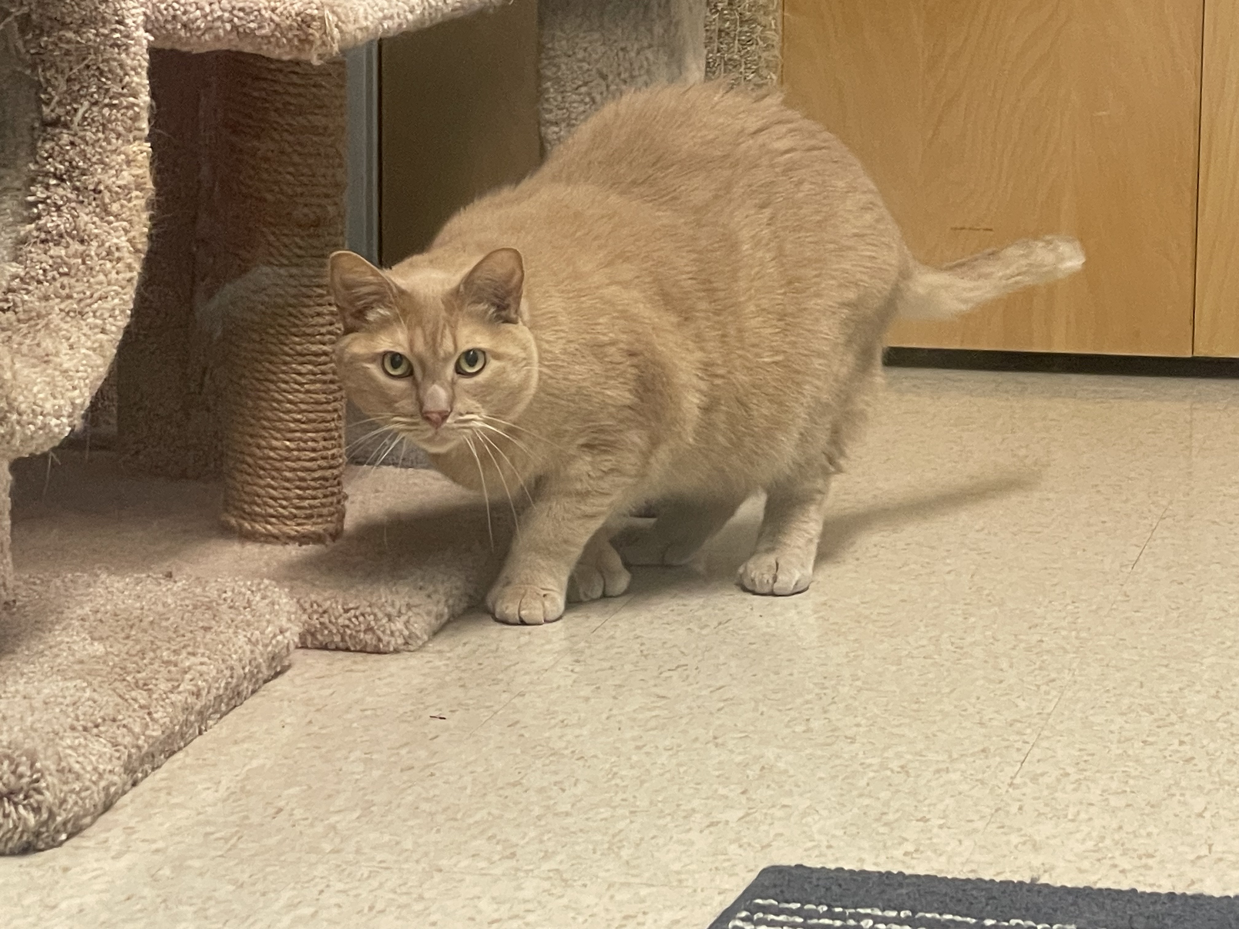 Vinny & Chai, Adoptable, Adult Male Domestic Short Hair.