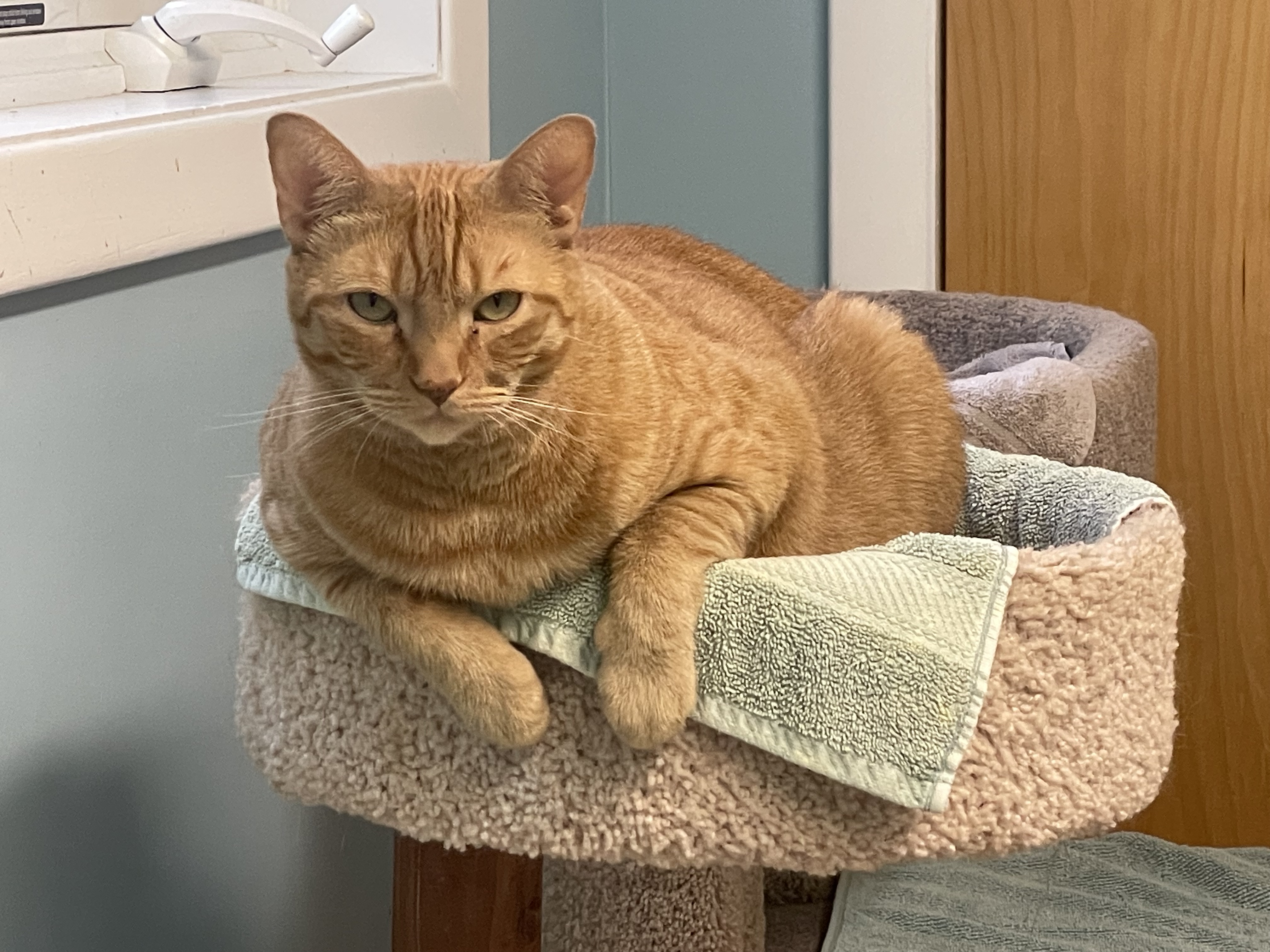 Vinny & Chai, a Adoptable Domestic Short Hair in Norton, MA image 1/3