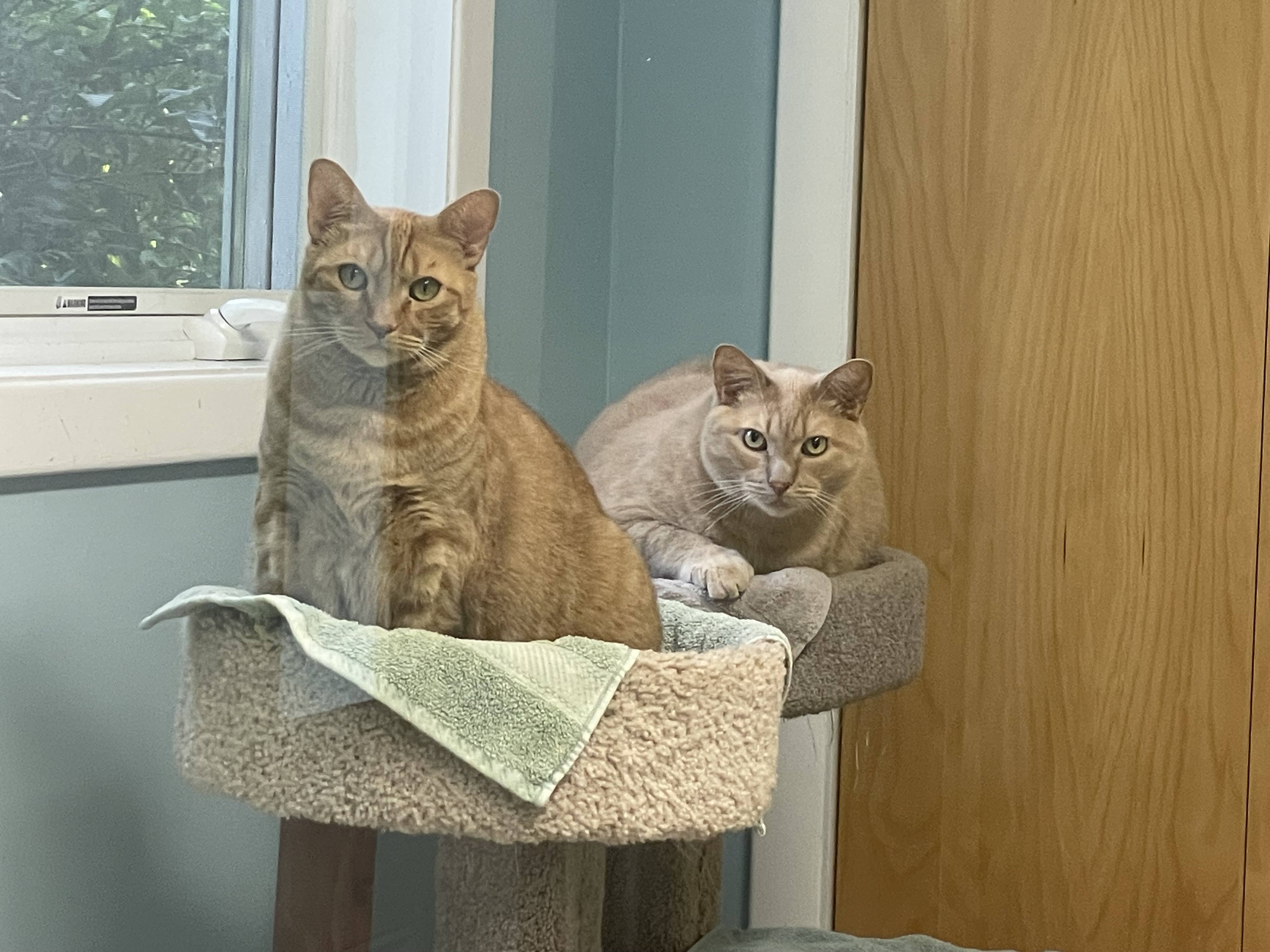 Vinny & Chai, a Adoptable Domestic Short Hair in Norton, MA image 2/3