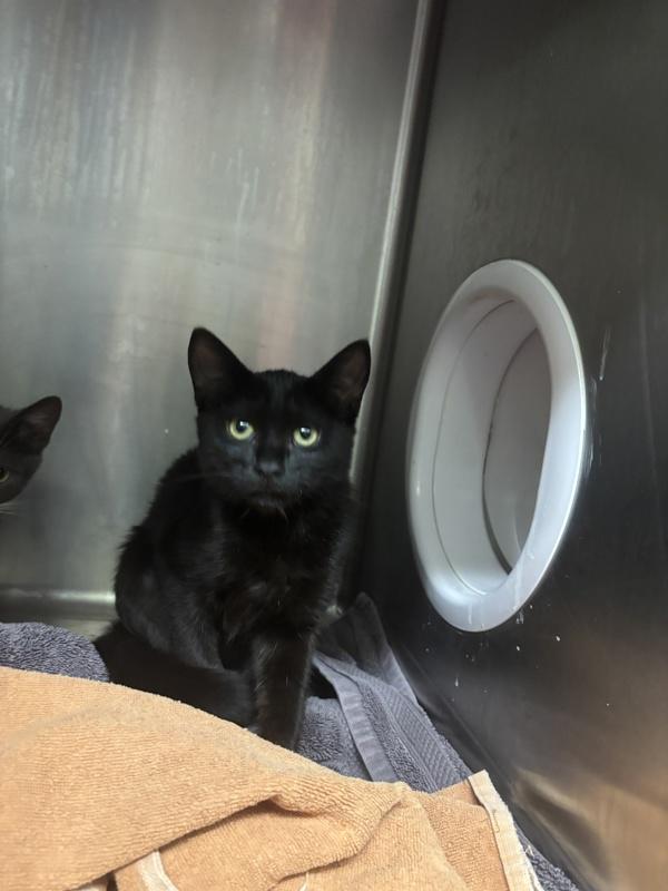 Helvetica, Adoptable, Kitten Female Domestic Short Hair.