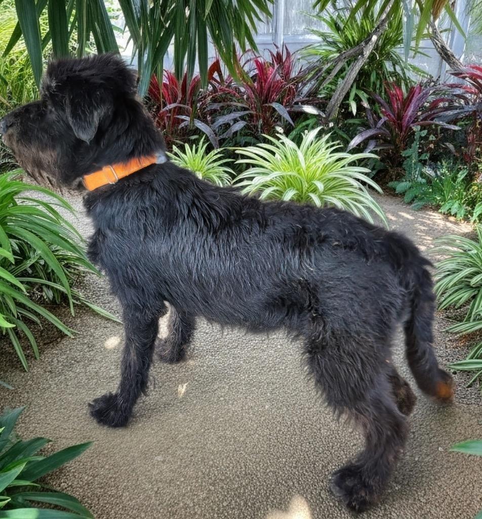 Enlarge Cranberry - 4 mo Puppy!, a Adoptable mixed breed in Fort Myers, FL image 1/4