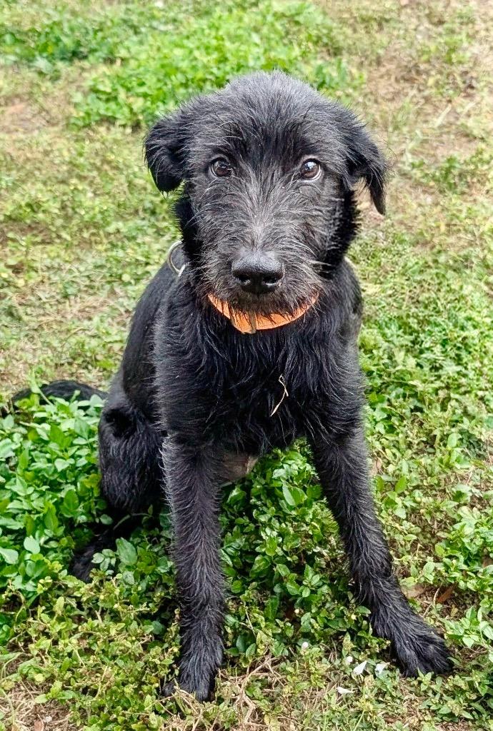 Enlarge Cranberry - 4 mo Puppy!, a Adoptable mixed breed in Fort Myers, FL image 3/4