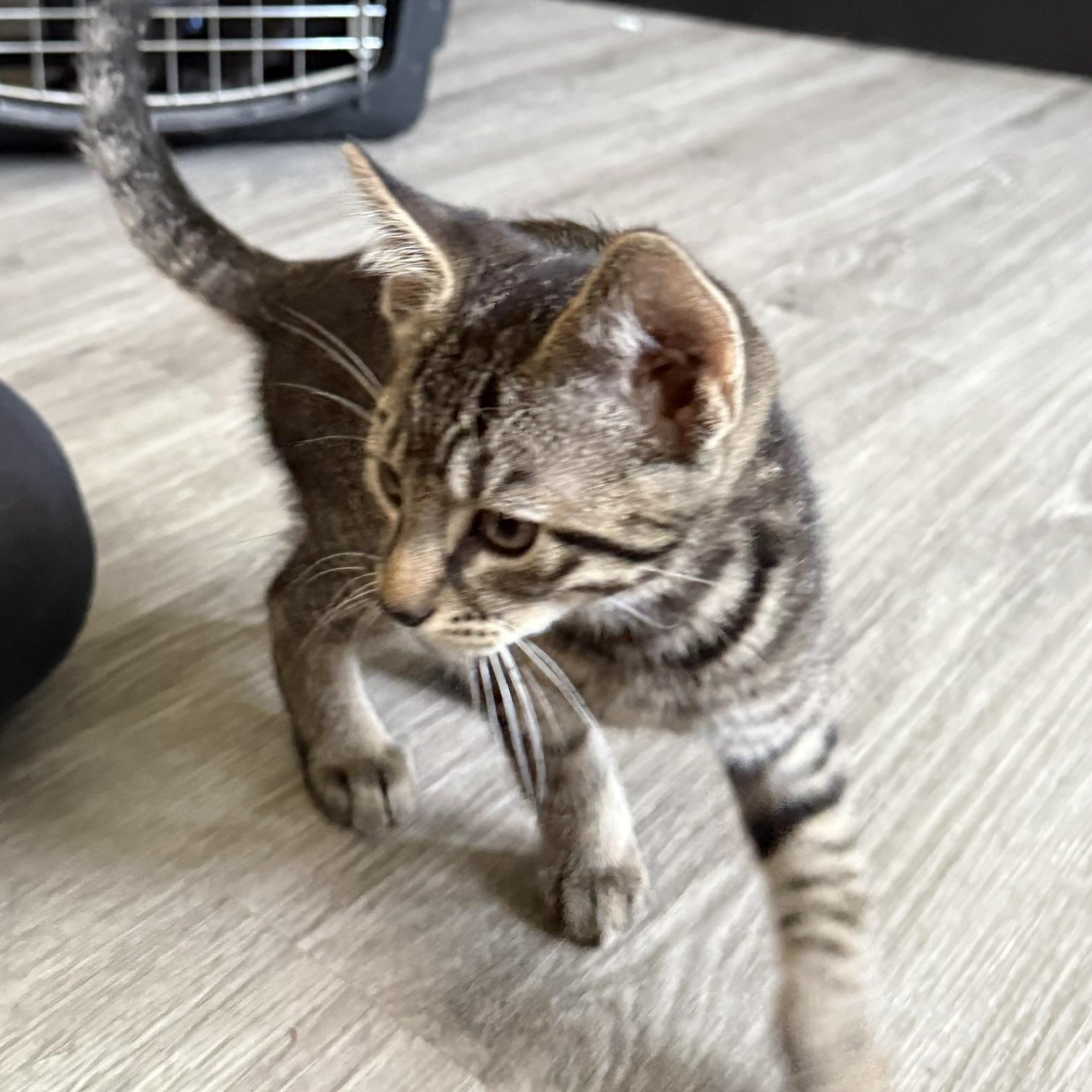 Enlarge Kitten, a Adoptable Domestic Short Hair in Mission, BC image 3/3