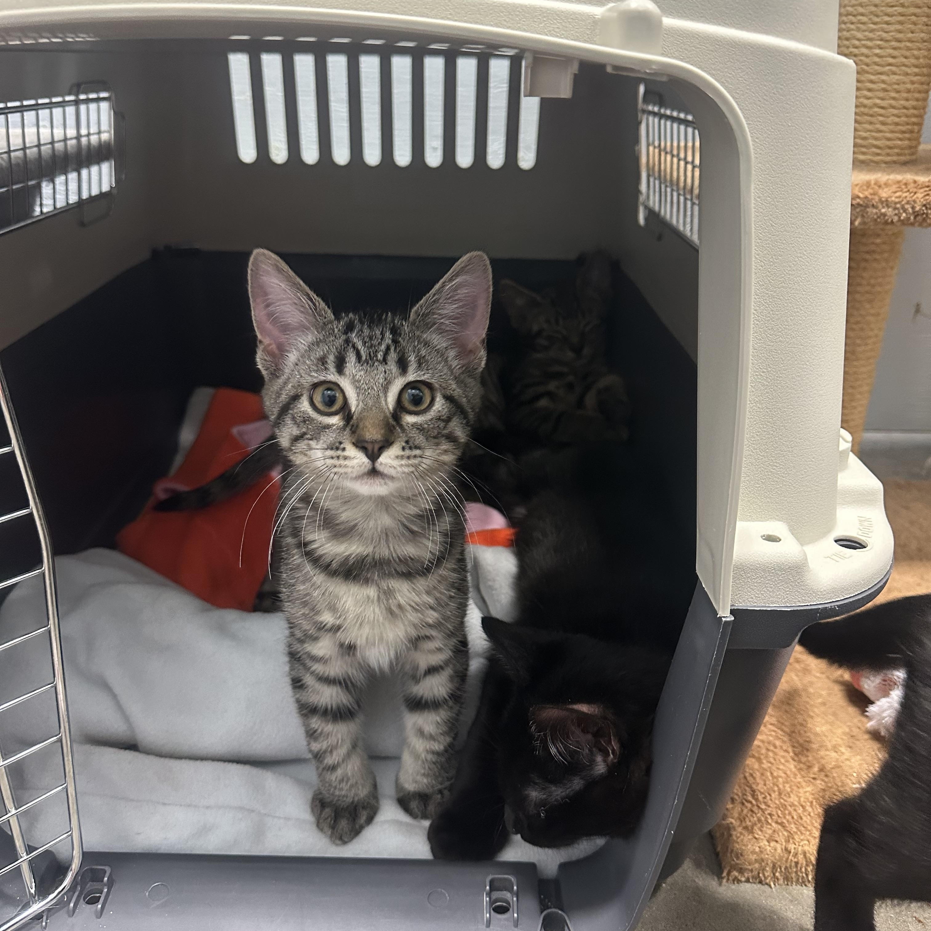 Kitten, Adoptable, Kitten Female Domestic Short Hair.