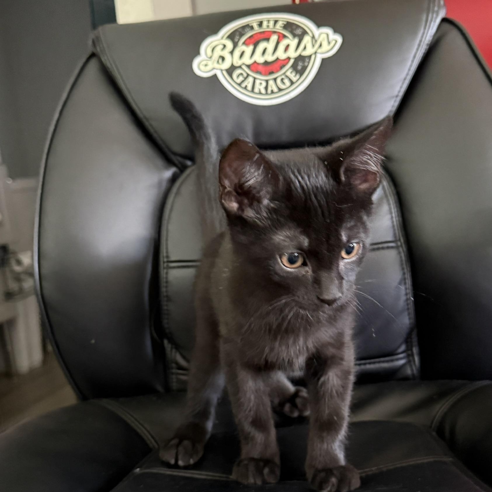 Enlarge Kitten, a Adoptable Domestic Short Hair in Mission, BC image 2/3