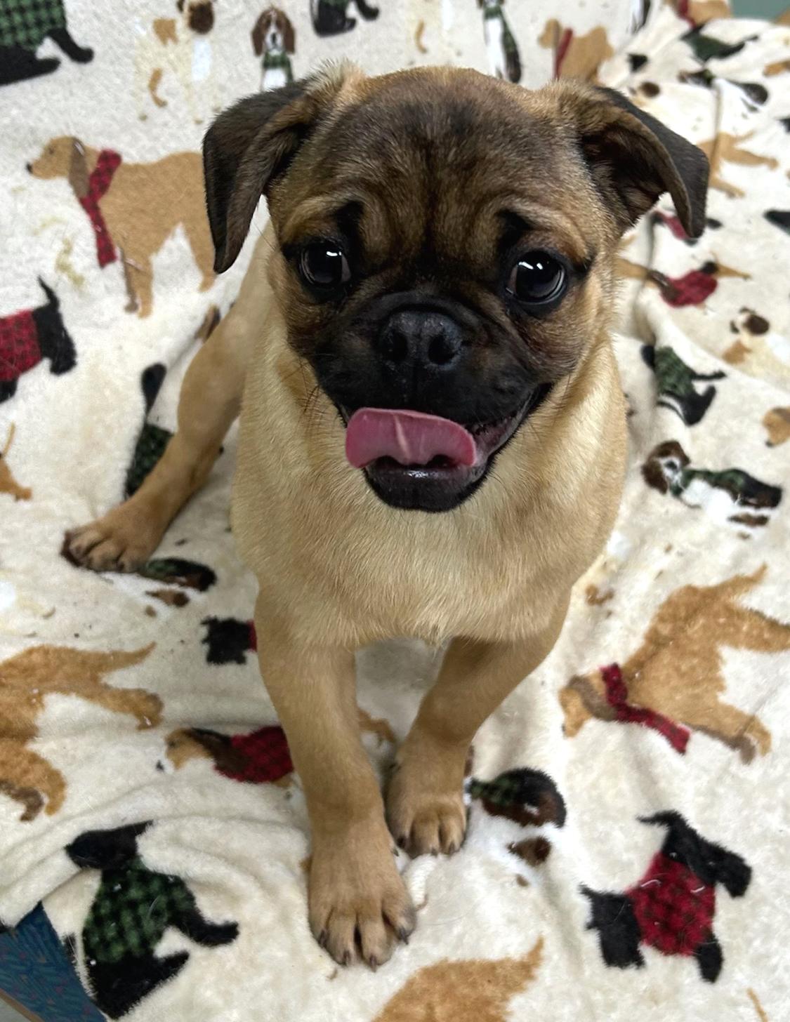 Enlarge Buster, an adopted mixed breed in Neillsville, WI image 1/3