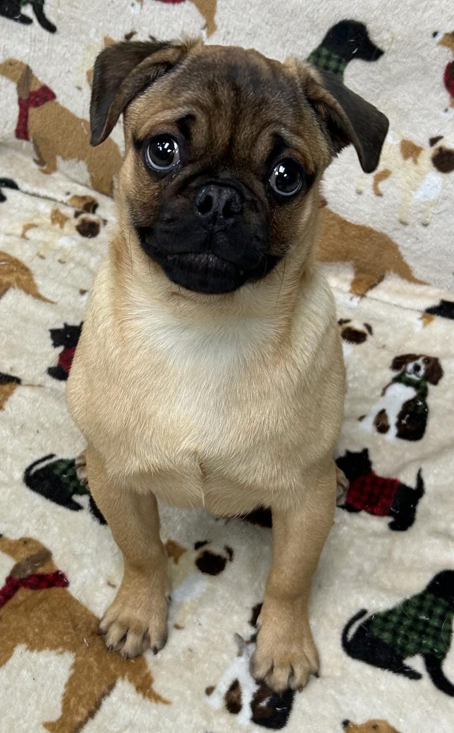 Enlarge Buster, an adopted mixed breed in Neillsville, WI image 3/3