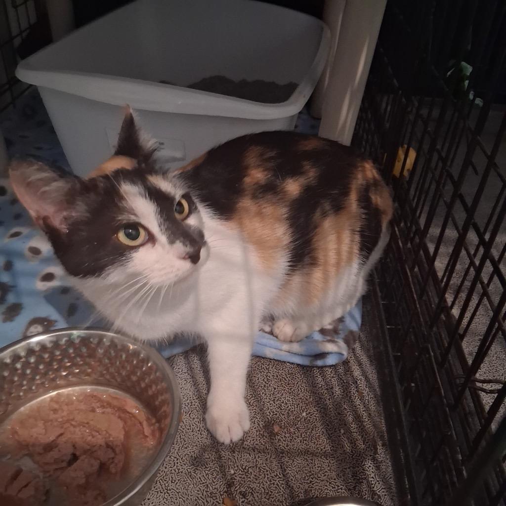 Kandy, Adoptable, Young Female Domestic Short Hair.