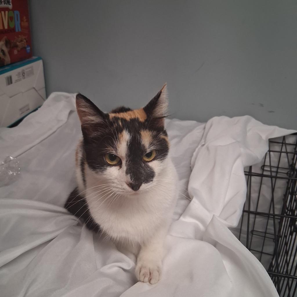 Enlarge Kandy, a Adoptable mixed breed in Hartford City, IN image 2/2