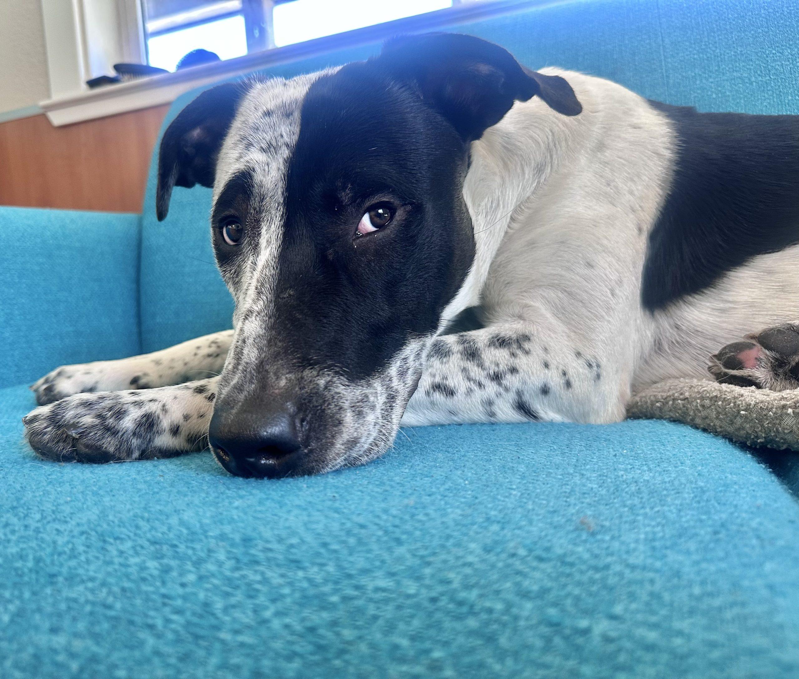 Howdy, ADOPTABLE, Young Male Australian Cattle Dog / Blue Heeler.