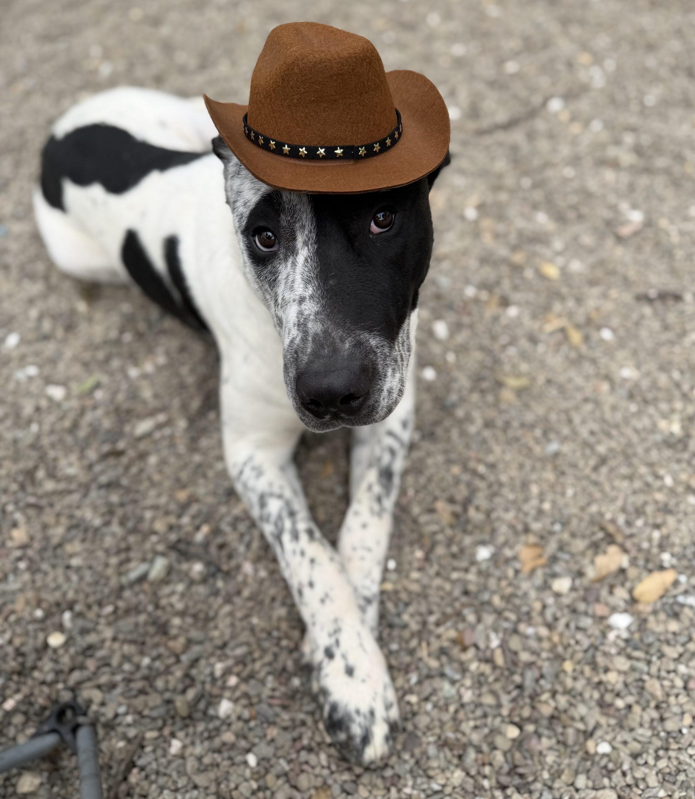 Enlarge Howdy, a ADOPTABLE mixed breed in Angels Camp, CA image 2/2