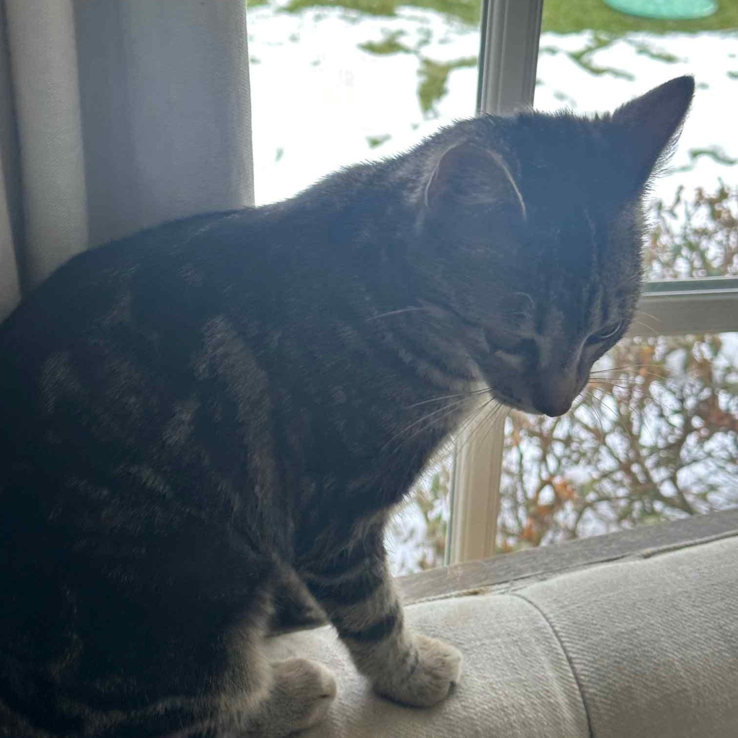 Auburn and Rocki (bonded sisters)