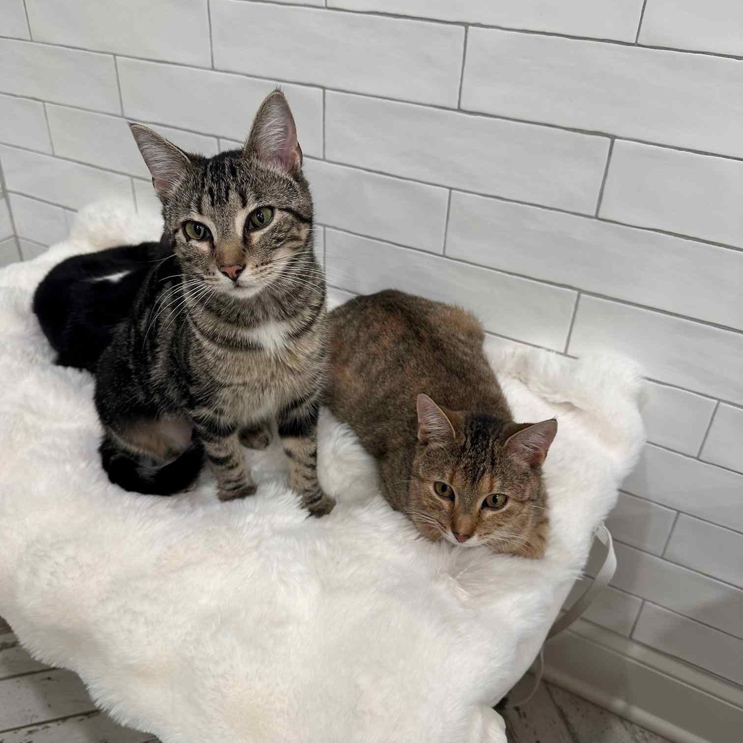 Auburn and Rocki (bonded sisters)