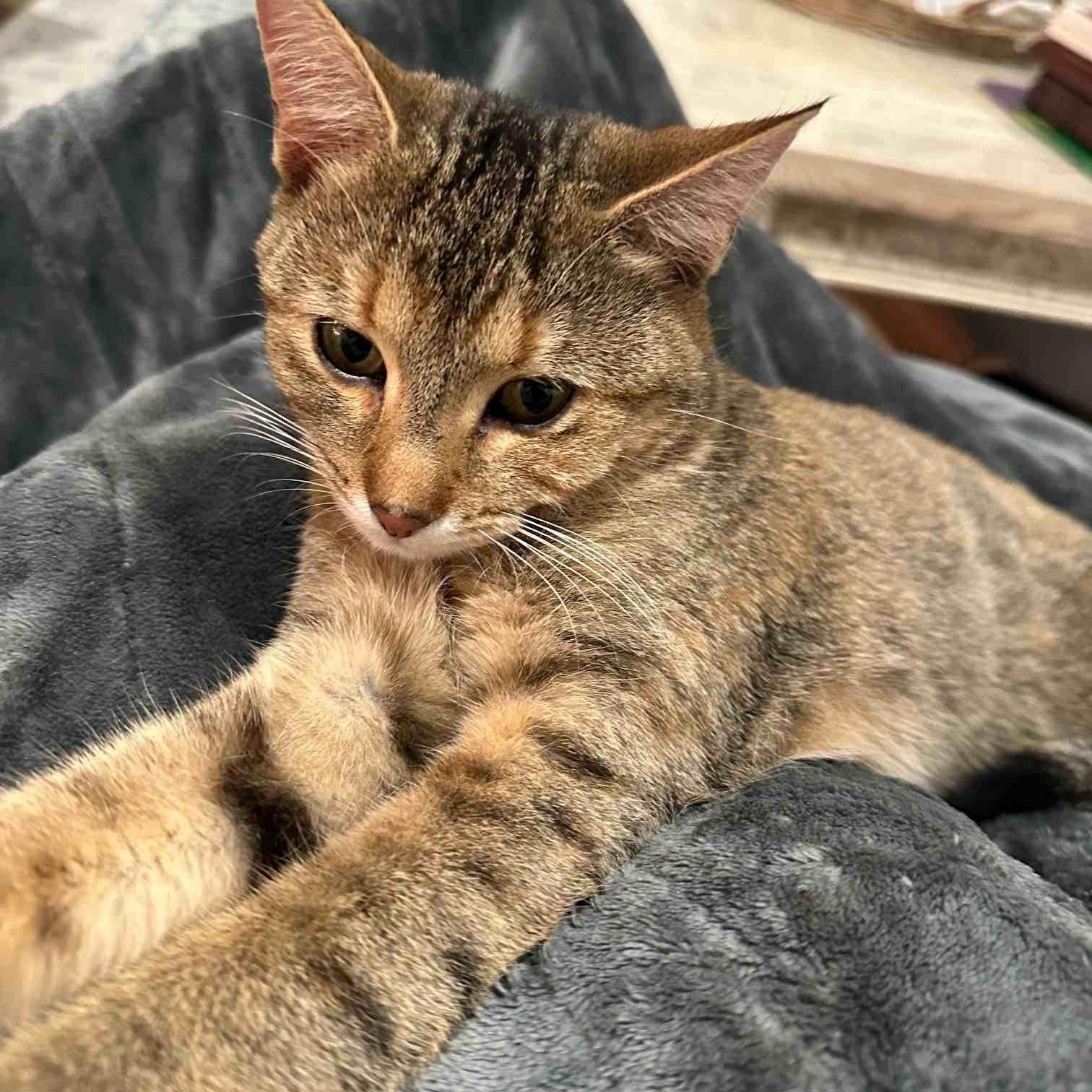 Auburn and Rocki (bonded sisters)