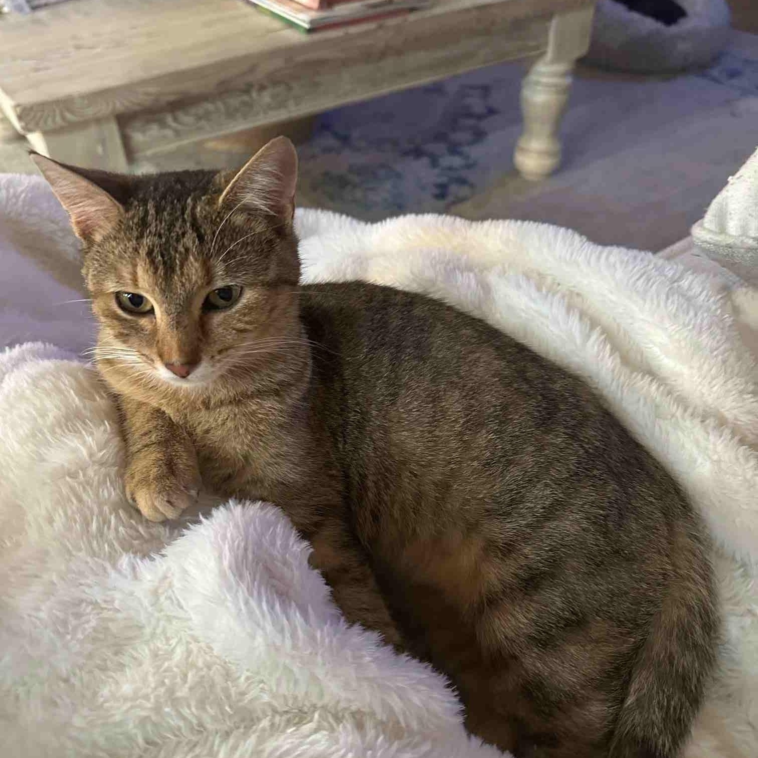 Auburn and Rocki (bonded sisters)