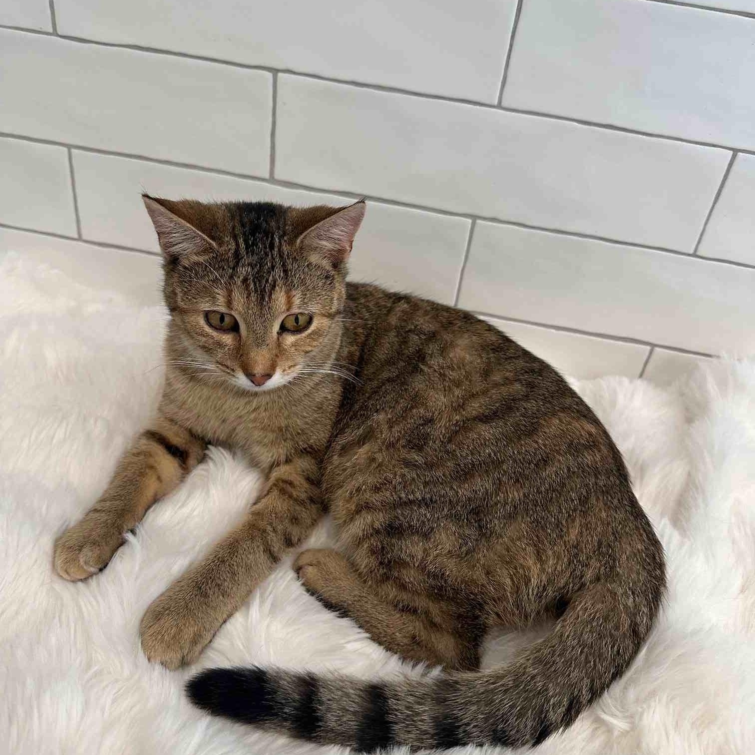 Auburn and Rocki (bonded sisters)