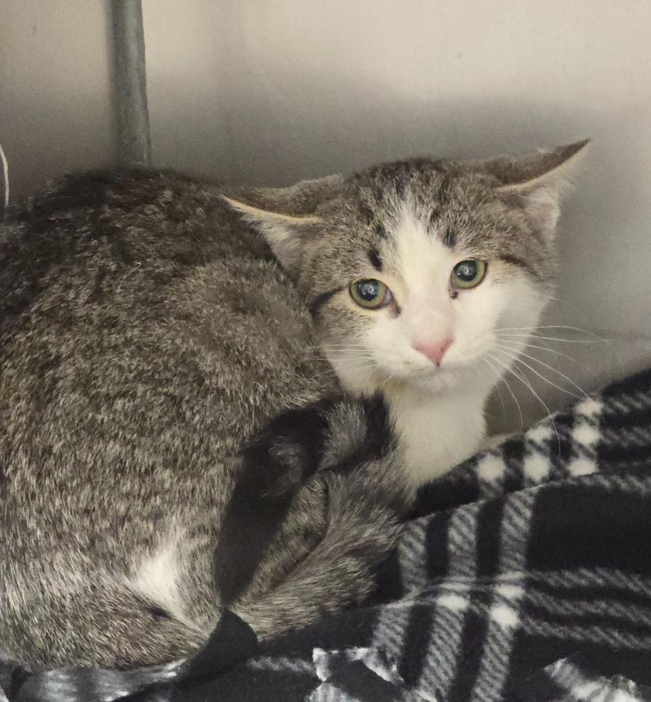 Dove, Adoptable, Young Female Domestic Short Hair.