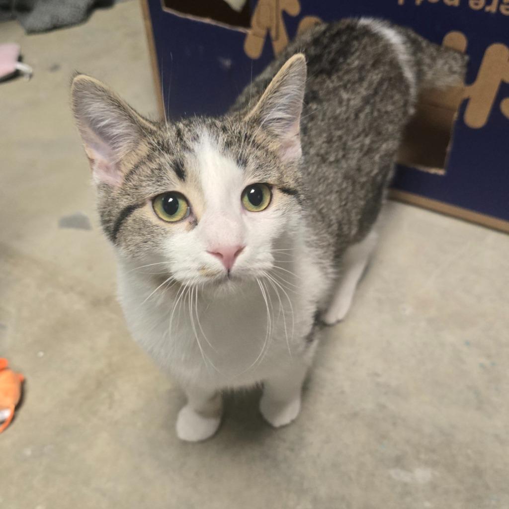 Enlarge Dove, a Adoptable mixed breed in Defiance, OH image 4/6