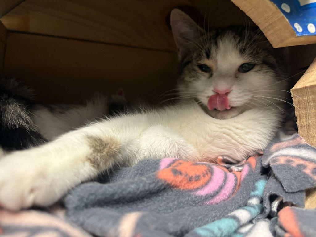 Enlarge Dove, a Adoptable mixed breed in Defiance, OH image 5/6