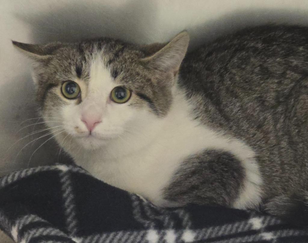 Dove, a Adoptable mixed breed in Defiance, OH image 3/6