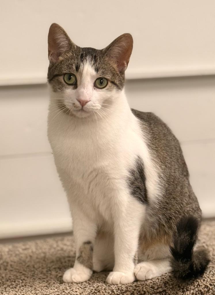 Enlarge Dove, a Adoptable mixed breed in Defiance, OH image 6/6