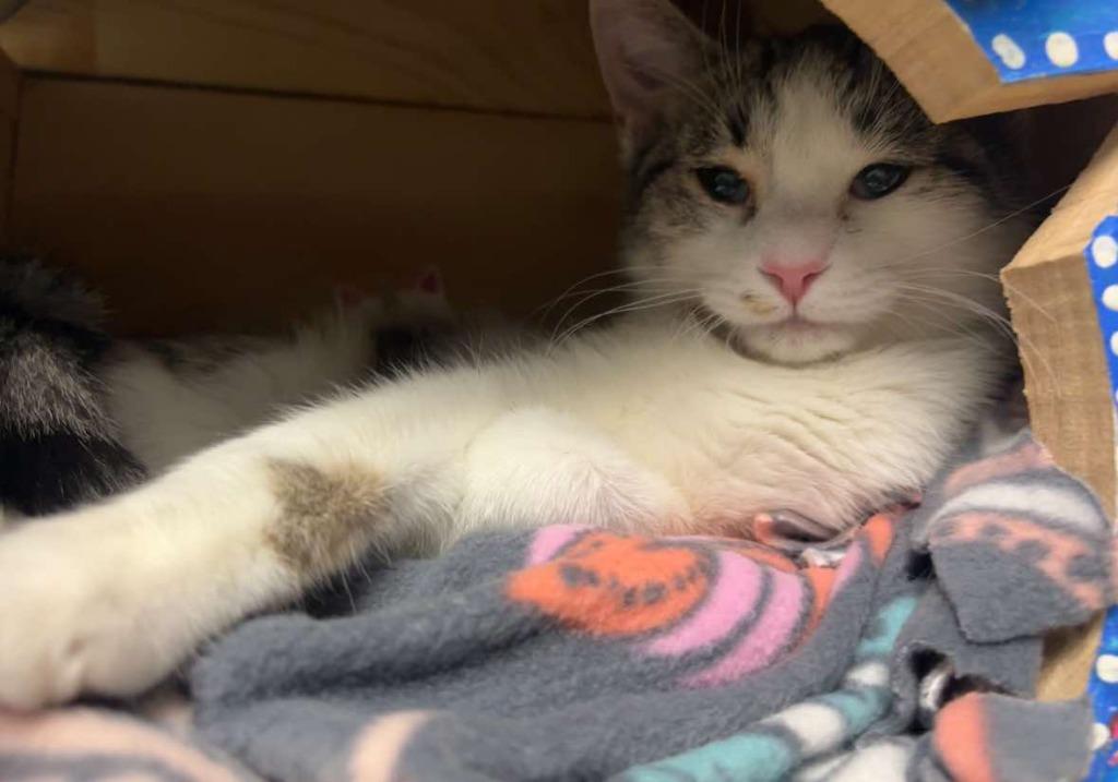 Dove, a Adoptable mixed breed in Defiance, OH image 6/6