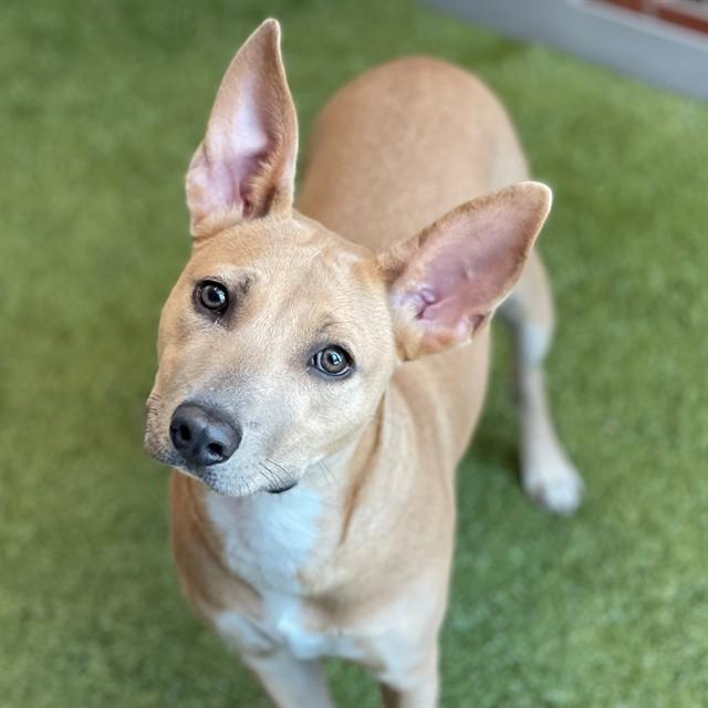 MELROSE, Adoptable, Young Female Pit Bull Terrier & Mixed Breed.