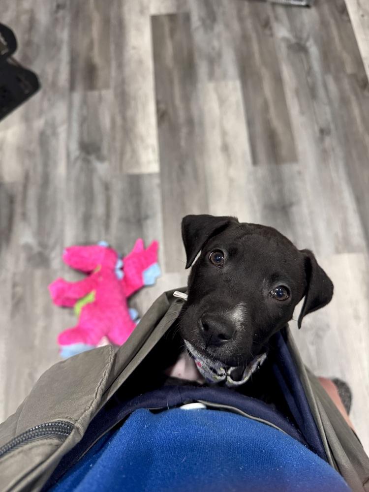 Enlarge Briar (26-024 D), a Adoptable mixed breed in Lansing, MI image 1/6